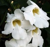 THUNBERGIA GRANDIFLORA ALBA (1)
